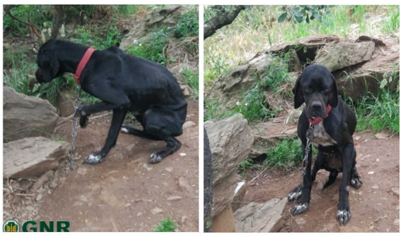 Arguido por maus tratos a animais de companhia