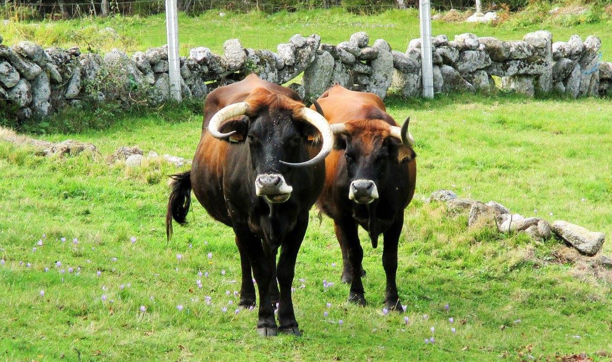 "Terra Maronesa" quer viabilizar a vida nas aldeias da montanha