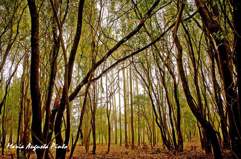 Vila Real reclama medidas imediatas e apoios financeiros para a floresta