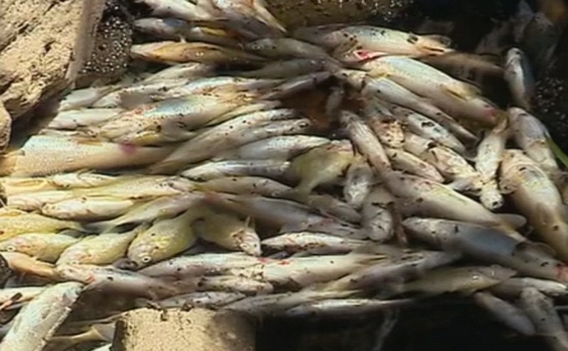 Morte de peixes no rio Tua investigada pelas autoridades