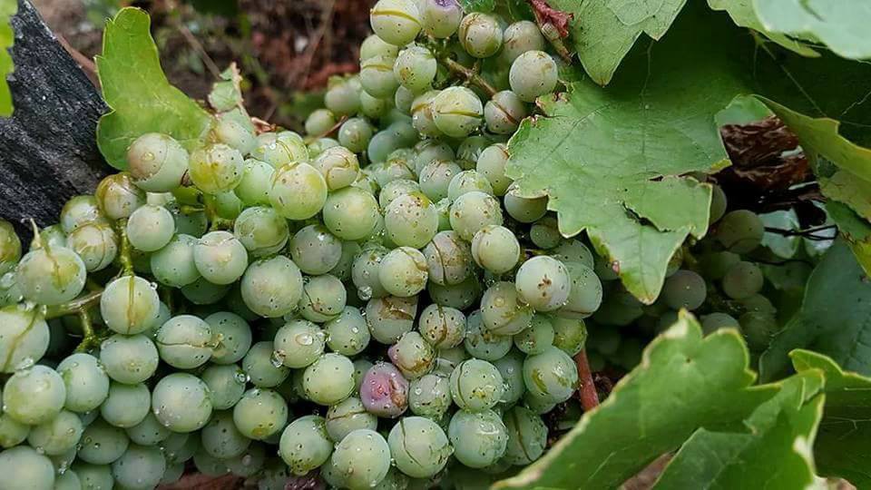 Agricultora do Douro perdeu "toda a produção" com o granizo