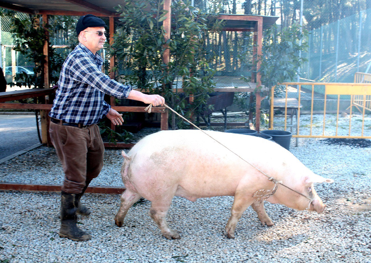 IV Feira Tradicional da Matança do Porco em Souto Maior