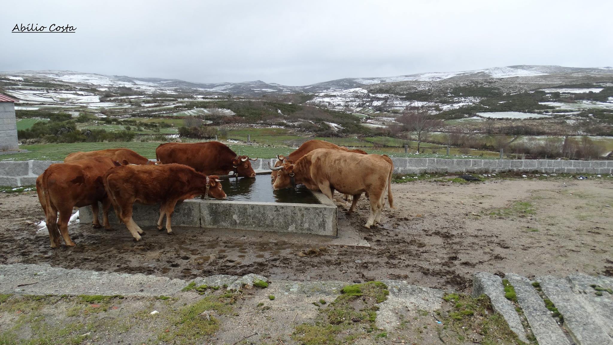 Candidaturas de agricultores a ajudas do IFAP tem novas regra