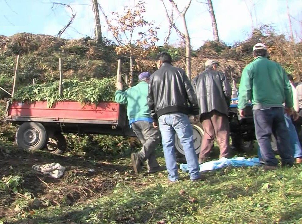 Morto em acidente com máquina agrícola em Barqueiros