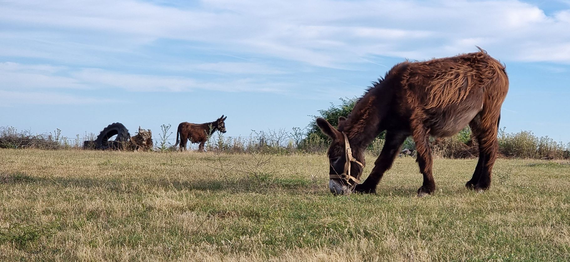 Comemoração do Dia Internacional do Burro