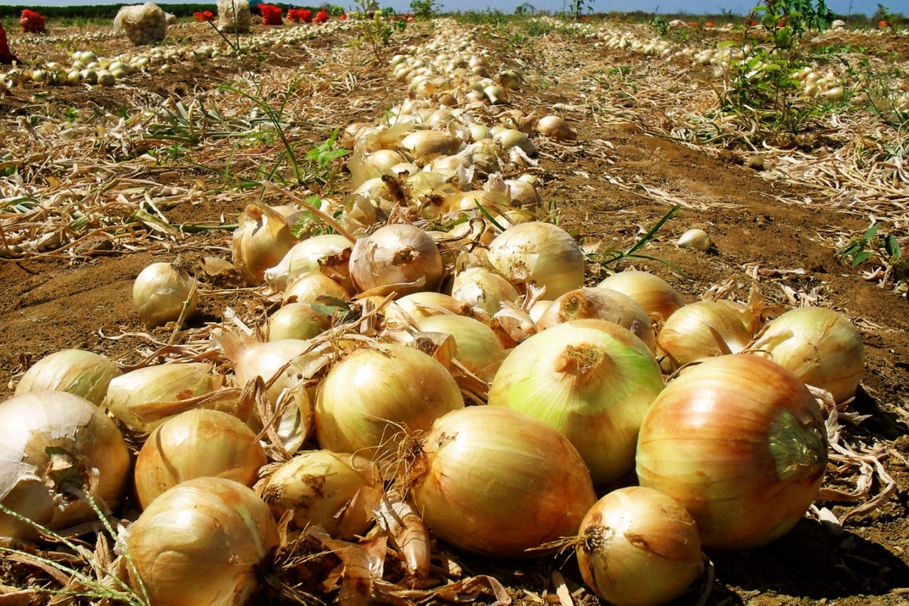 Chuva no Vale da Vilariça causa estragos na agricultura 