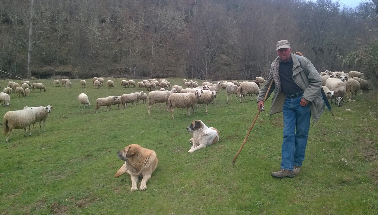 Produtores de gado preocupados com ataques de lobos